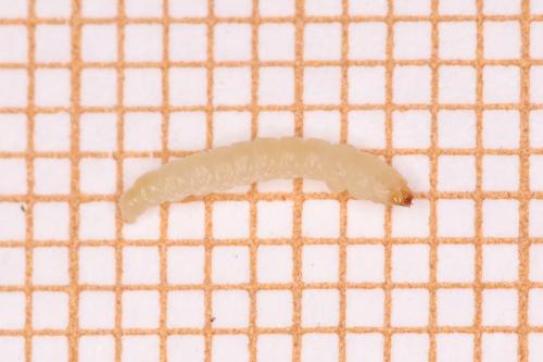 Réf. 253 518 : Eriocrania semipurpurella